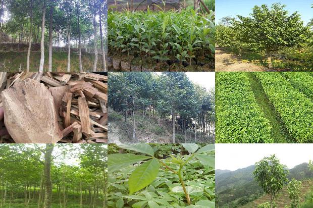 沉香树温度1674000794062 沉香树温度1674000794062