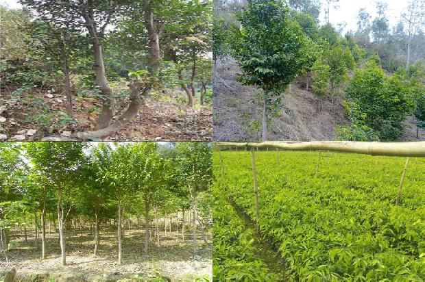 沉香树纹1674000877312 沉香树纹1674000877312