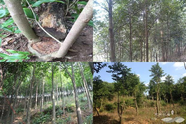 沉香树纹1674000877318 沉香树纹1674000877318