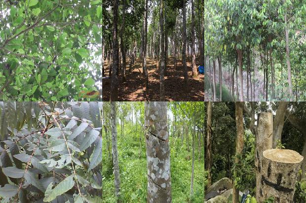 奇楠沉香幼苗1674001042731 奇楠沉香幼苗1674001042731