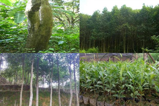 奇楠沉香幼苗1674001042737 奇楠沉香幼苗1674001042737