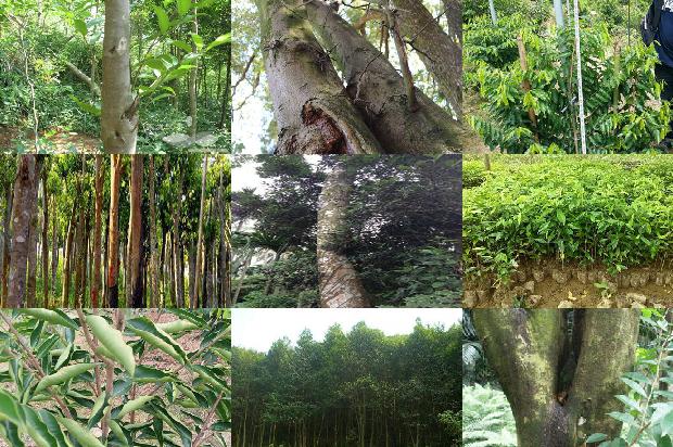 奇楠沉香树苗基地1674087324045