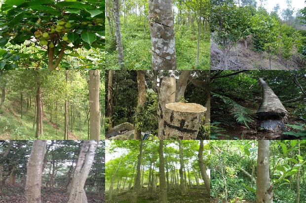 奇楠沉香树苗基地1674087324051