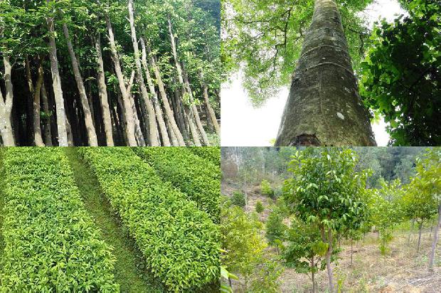 奇楠沉香树苗基地1674087324057