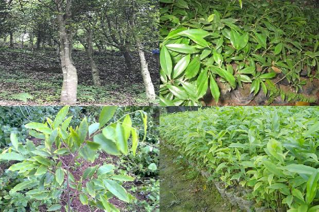 沉香虎皮纹的价值1674087599425 沉香虎皮纹的价值1674087599425