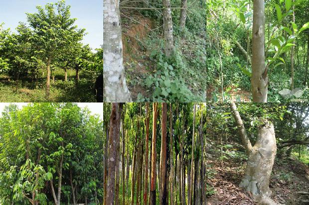 沉香木佛像的价值1674087702751