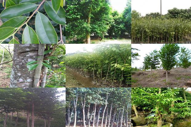 沉香木佛像的价值1674087702763