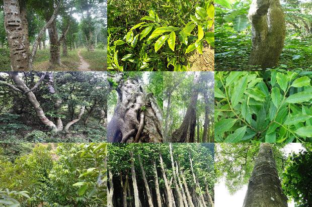 沉香阴沉木的价值1674173351295 沉香阴沉木的价值1674173351295