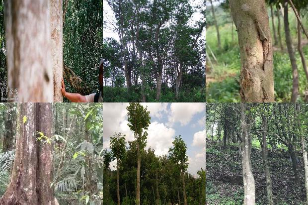 沉香阴沉木的价值1674173351301 沉香阴沉木的价值1674173351301