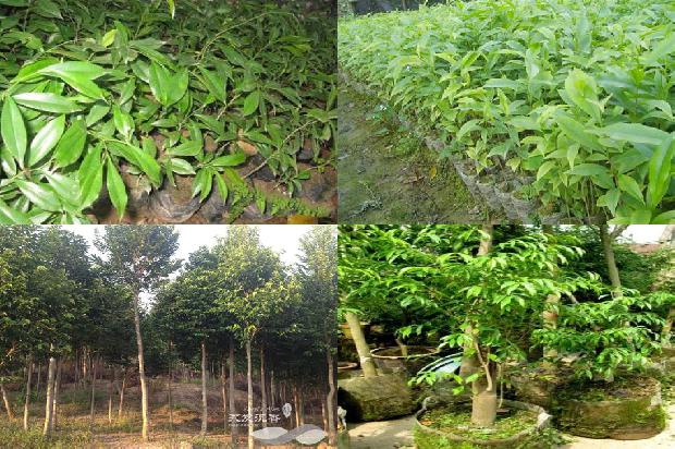 沉香阴沉木的价值1674173351307 沉香阴沉木的价值1674173351307