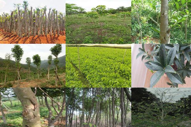 奇楠沉香的价值1674173711082 奇楠沉香的价值1674173711082