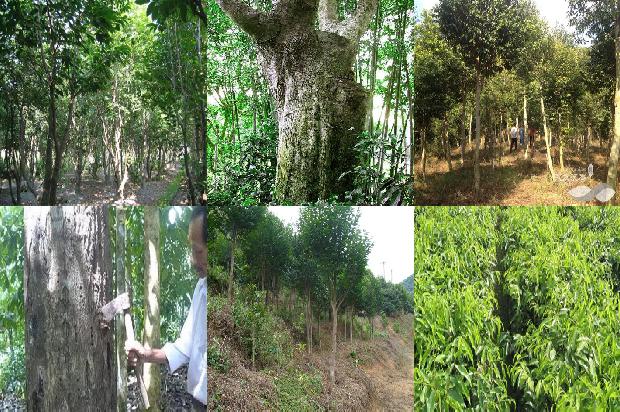 奇楠沉香的价值1674173711088 奇楠沉香的价值1674173711088