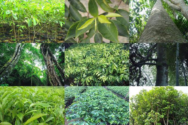 奇楠沉香的价值1674173711094 奇楠沉香的价值1674173711094