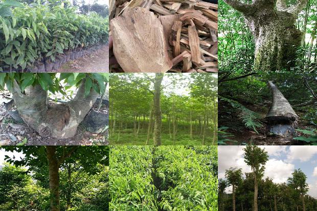 奇楠沉香的价值1674173711100 奇楠沉香的价值1674173711100