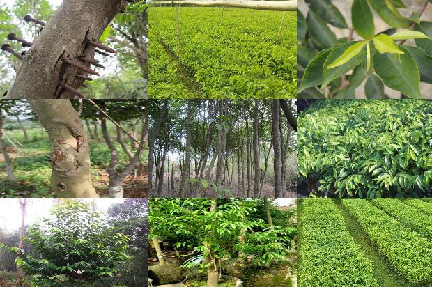 沉香手链的价值1674173894093 沉香手链的价值1674173894093