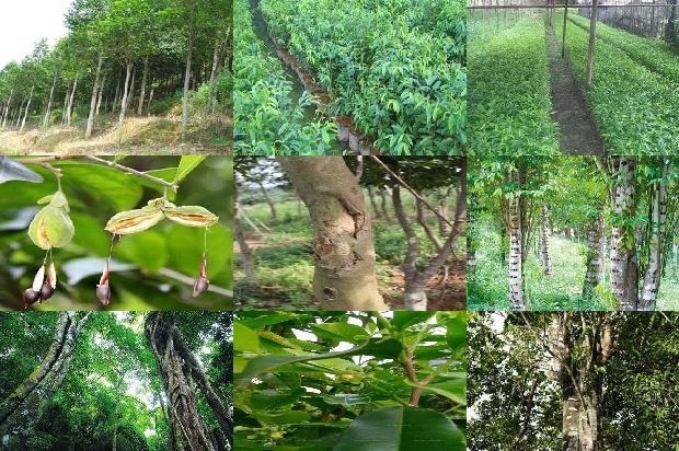 马拉沉香的价值1674174051466 马拉沉香的价值1674174051466