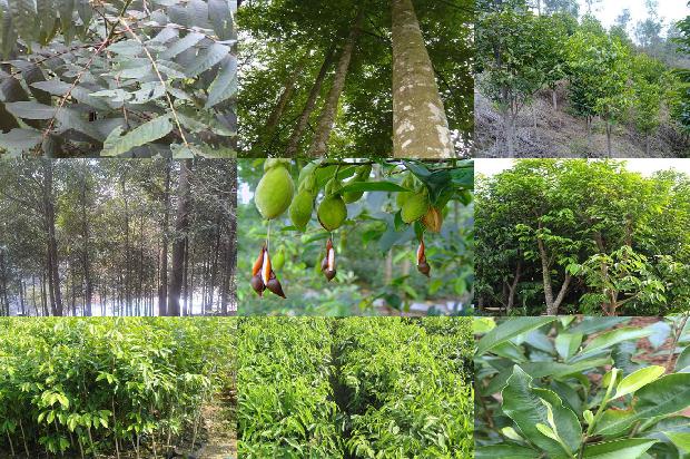 马拉沉香的价值1674174051472 马拉沉香的价值1674174051472