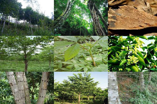 马拉沉香的价值1674174051479 马拉沉香的价值1674174051479