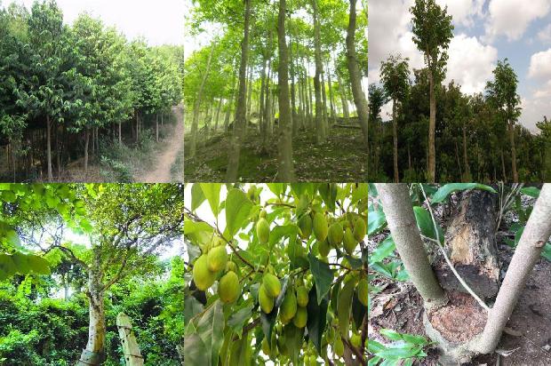 马拉沉香的价值1674174051485 马拉沉香的价值1674174051485