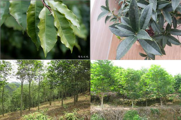 越南芽荘沉香的价值1674174129603 越南芽荘沉香的价值1674174129603