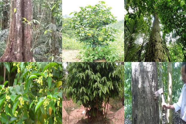 越南芽荘沉香的价值1674174129609 越南芽荘沉香的价值1674174129609