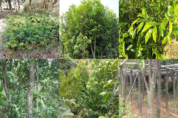 越南芽荘沉香的价值1674174129615 越南芽荘沉香的价值1674174129615