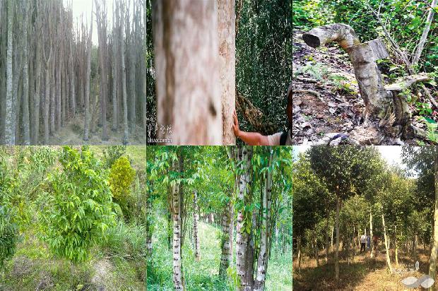 越南芽荘沉香的价值1674174129621 越南芽荘沉香的价值1674174129621