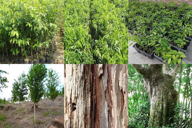 沉香的药物价值1674174203247 沉香的药物价值1674174203247