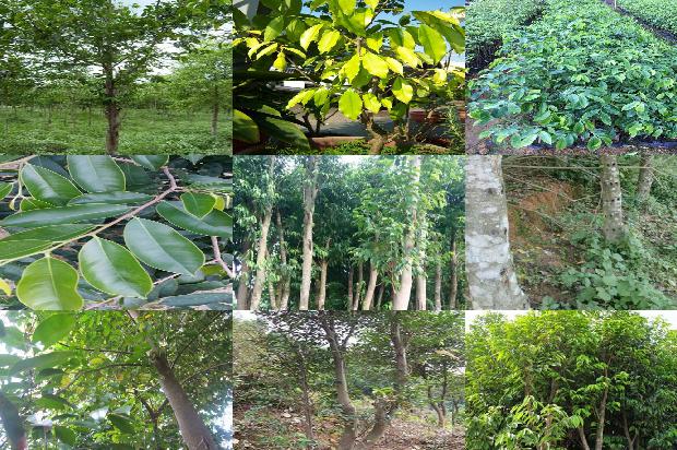 沉香的药物价值1674174203254 沉香的药物价值1674174203254