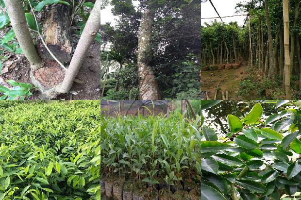 沉香的药物价值1674174203261 沉香的药物价值1674174203261