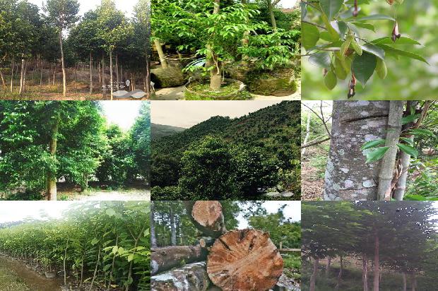 沉香沉水克价1674259744075