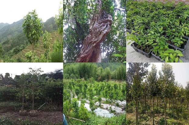 沉香沉水克价1674259744081