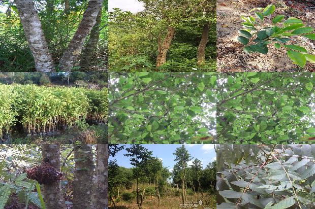 沉香沉水克价1674259744087