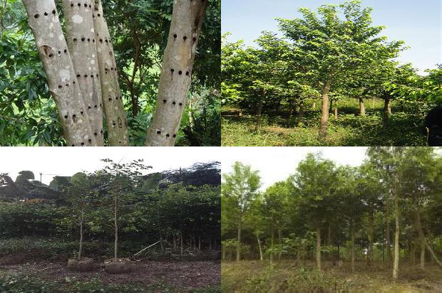 沉香沉水克价1674259744093