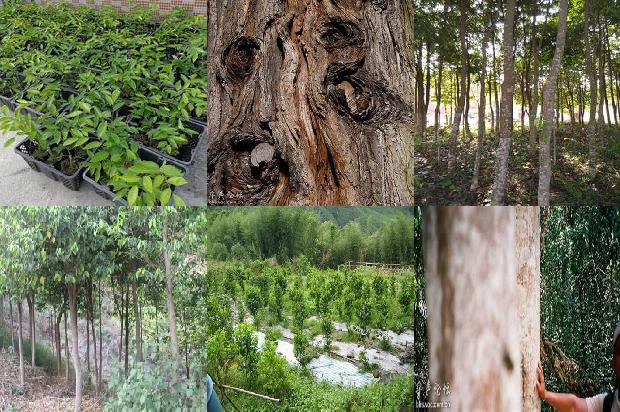 奇楠沉香的价1674259977522 奇楠沉香的价1674259977522