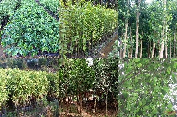 奇楠沉香的价1674259977528 奇楠沉香的价1674259977528