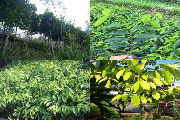 倒架沉香价值1674260067823 倒架沉香价值1674260067823