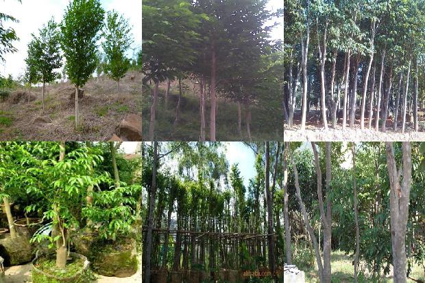 倒架沉香价值1674260067835 倒架沉香价值1674260067835