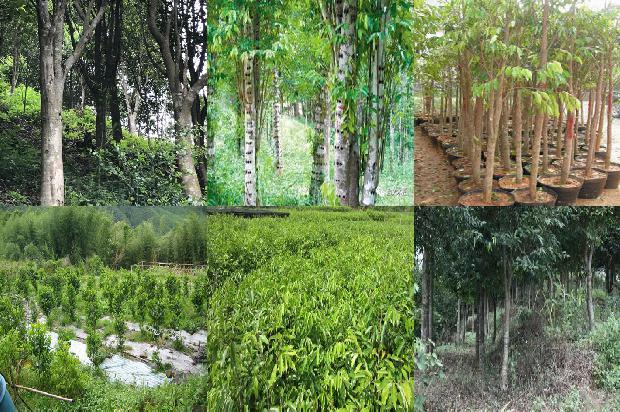 倒架沉香价值1674260067841 倒架沉香价值1674260067841