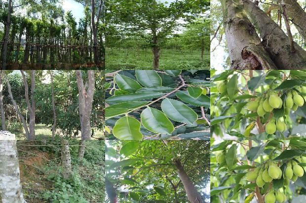 沉香木与沉香差别1674260368956 沉香木与沉香差别1674260368956