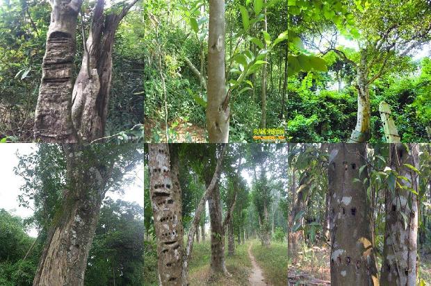 沉香木与沉香差别1674260368962 沉香木与沉香差别1674260368962