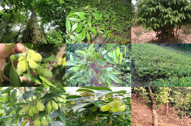 沉香木与沉香差别1674260368968 沉香木与沉香差别1674260368968