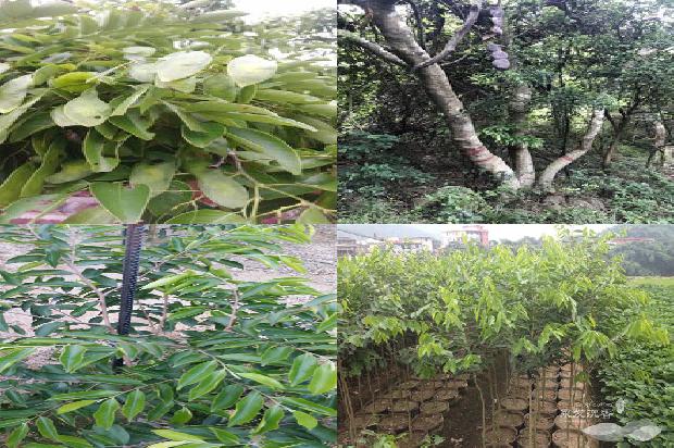 沉香木与沉香差别1674260368974 沉香木与沉香差别1674260368974