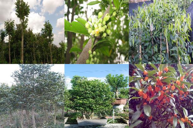 沉香苗木基地1674260441656 沉香苗木基地1674260441656