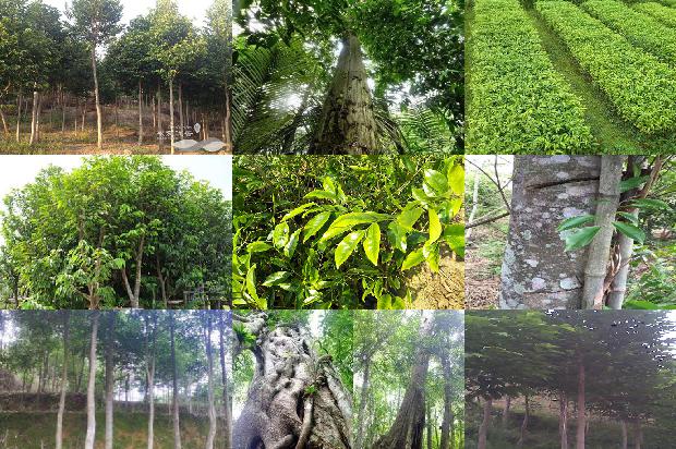 沉香苗木基地1674260441662 沉香苗木基地1674260441662