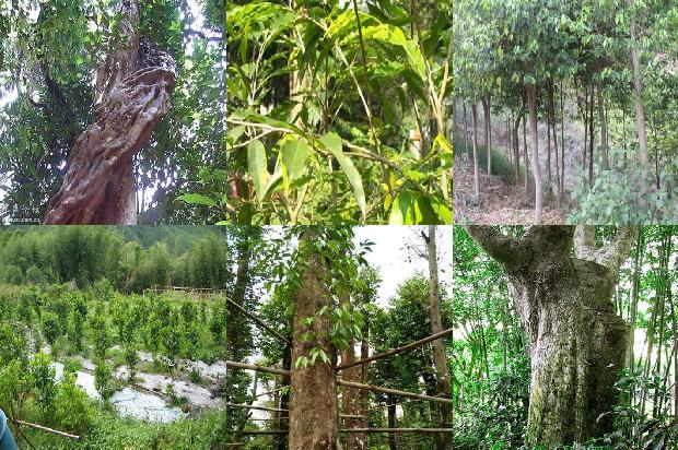 沉香苗木基地1674260441668 沉香苗木基地1674260441668