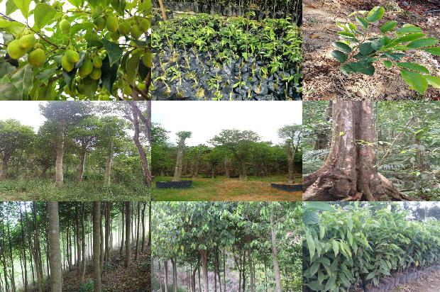 沉香打香篆1674346143555 沉香打香篆1674346143555