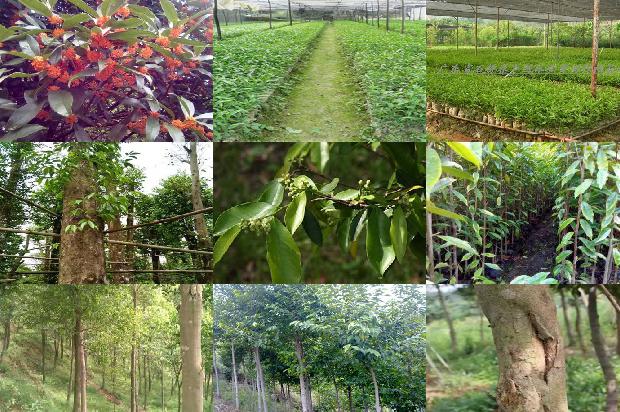 沉香打香篆1674346143567 沉香打香篆1674346143567