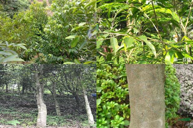 沉香打香篆1674346143573 沉香打香篆1674346143573