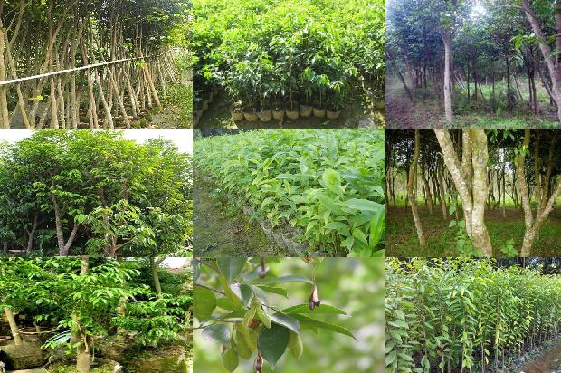 沉香有香么1674346291803 沉香有香么1674346291803